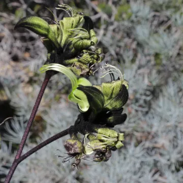 Black Kangaroo Paw