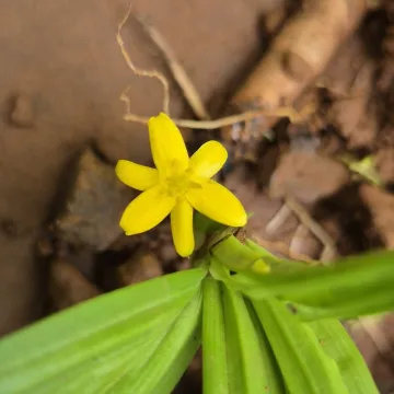 Куркуліго орхідеєвидне