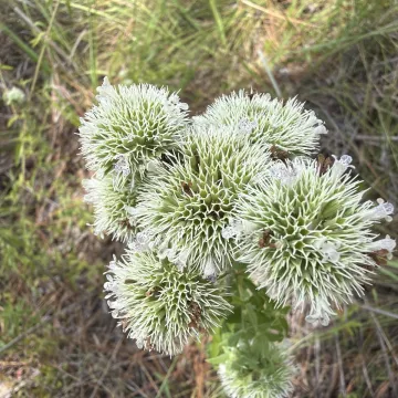 Pycnanthemum flexuosum