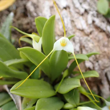 Masdevallia Ruiz & Pav.
