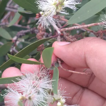 Cajuput tree