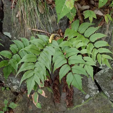 Cyrtomium clivicola