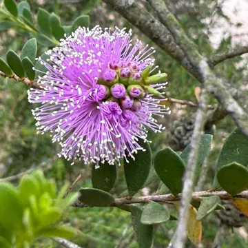 Showy honey myrtle