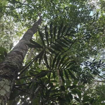 Philodendron tortum
