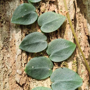 Rhaphidophora hayi