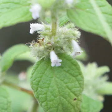 Minthostachys mollis