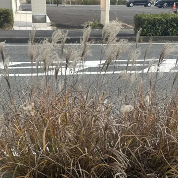 Amur silver grass