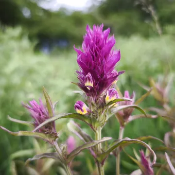 Field cow-wheat