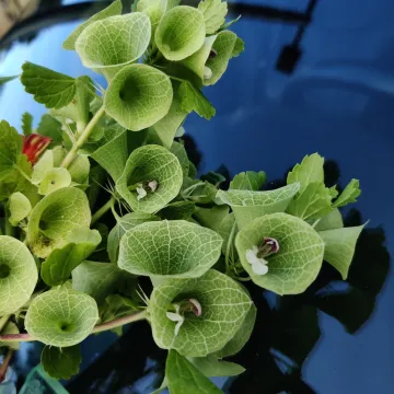 Moluccella laevis