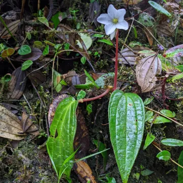 Monolena primuliflora