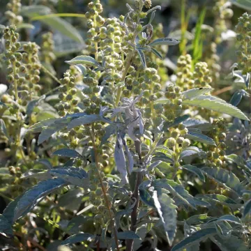 Ambrosia grayi