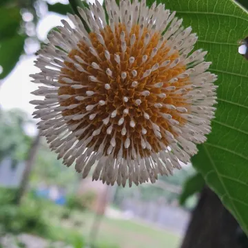 Neolamarckia cadamba