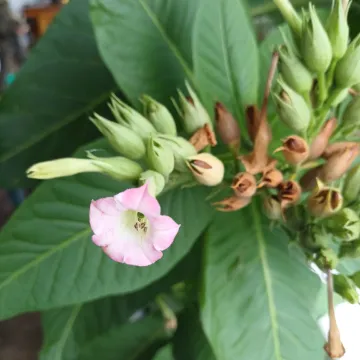 Tobacco