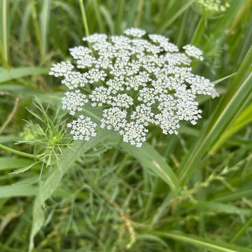 Bishop's weed