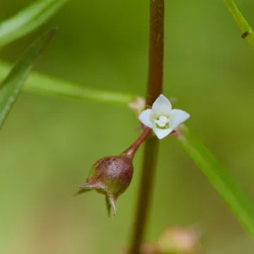 Oldenlandia diffusa