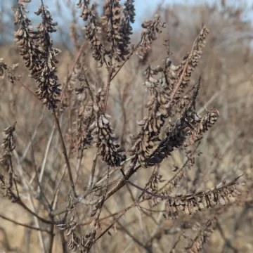 Аморфа кущова