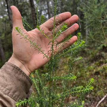 Riceflower