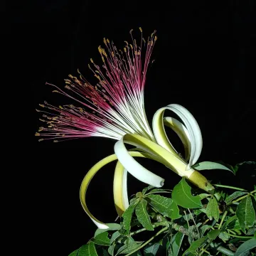 Guiana chestnut