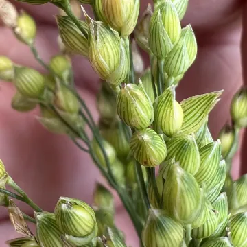 Proso millet
