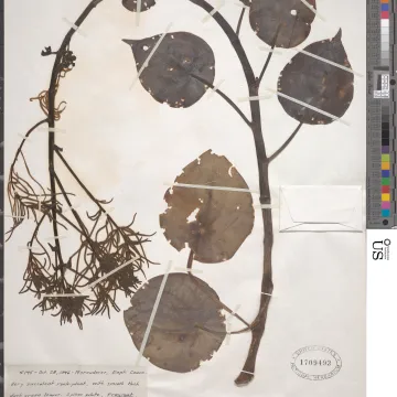 Peperomia polybotrya