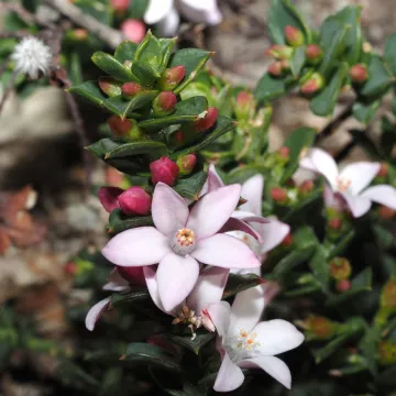 Philotheca buxifolia