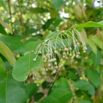 Філантус кускутіфлорус