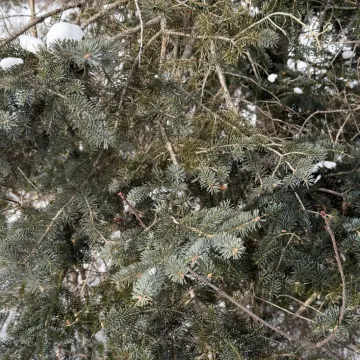 White spruce