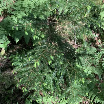 Tigertail spruce