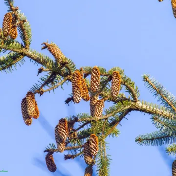 Sitka spruce