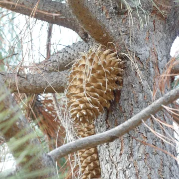 Сосна Культера