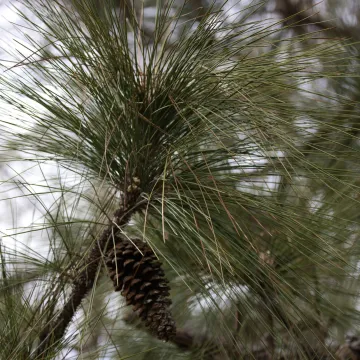Longleaf pine