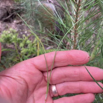 Maritime pine