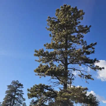 Ponderosa pine
