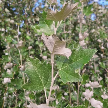 White poplar