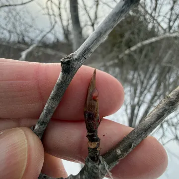 Balsam poplar