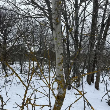 Grey poplar