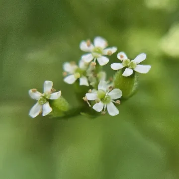 Купир звичайний