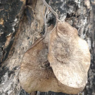 Птерокарпус крупноплідний
