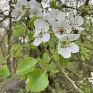 Common pear