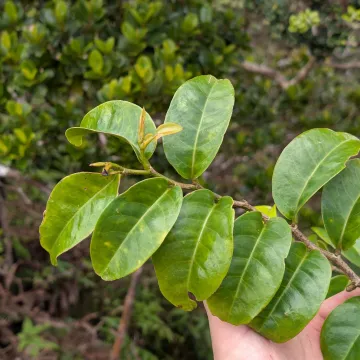 Antidesma platyphyllum H. Mann