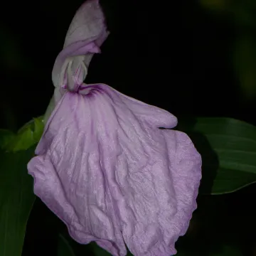 Roscoea purpurea