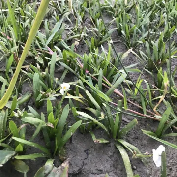 Sagittaria pygmaea Miq.