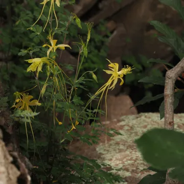 Aquilegia longissima A. Gray ex S. Watson