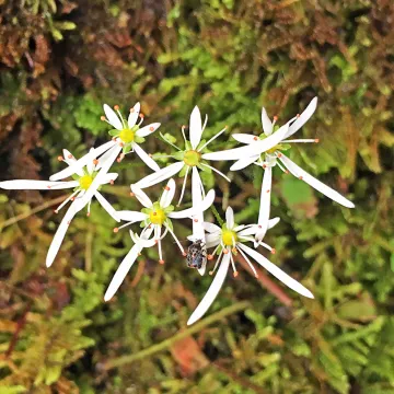 Saxifraga fortunei
