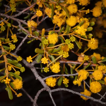 Акація шпатуліфолія