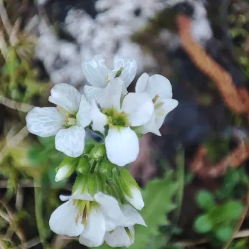 Alpine rockcress