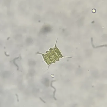 Scenedesmus quadricauda