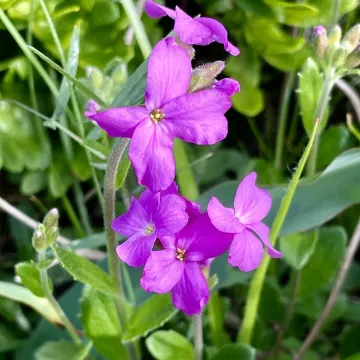 Arabis blepharophylla Hook. & Arn.