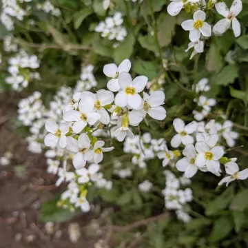 Резуха кавказская
