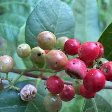 Шинус фісташколистий